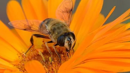 冠生园蜂蜜加盟条件